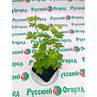 Крыжовник Колобок (горшок 2л)