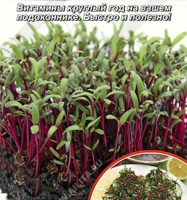 Микрозелень Свекла микс - купить с доставкой