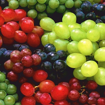 Виноград: правила обрезки кустов