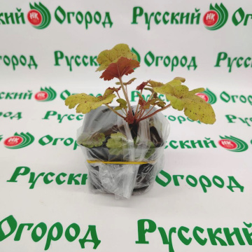 Стандарт поставки 3 Гейхера Электра