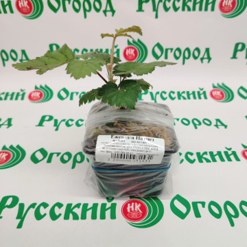 Стандарт поставки 2 Ежевика Натчез