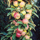 Яблоня колоновидная Васюган (горшок 7л)