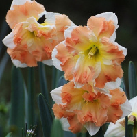 Narcissus Kum Laude – kupte s doručením