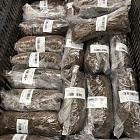 Астильба Уайт Глори 