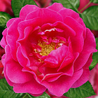 Роза Фейри Тейл