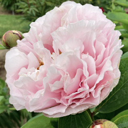 Pivoňkový mezidruhový hybrid Blushing Princess