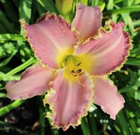 Hemerocallis Triassic Teeth - купить с доставкой
