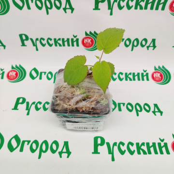 Стандарт поставки 2 Актинидия коломикта Вафельная