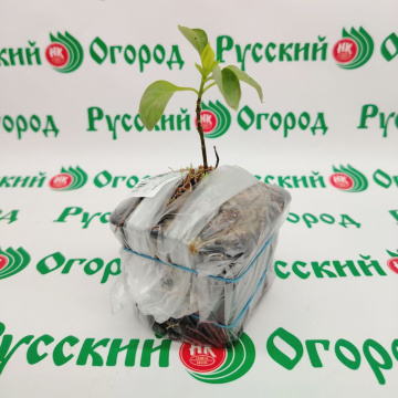 Стандарт поставки 2 Сирень обыкновенная Афродита