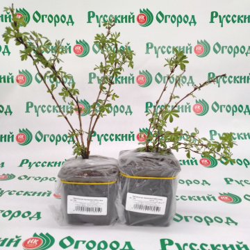 Стандарт поставки 5 Лапчатка кустарниковая Абботсвуд (горшок р9)