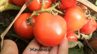 Томат Женечка - купить с доставкой