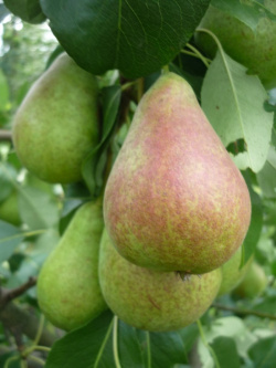 Hruška Allegro