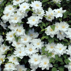 Clematis Isago