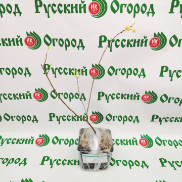 Стандарт поставки 2 Ива Ползучая Нитида
