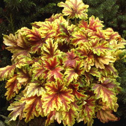 Geucherella Golden Zebra