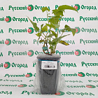 Ежевика Гай