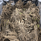 Колокольчик Радужные колокола