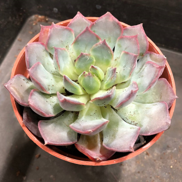 Стандарт поставки 2 Эхеверия Саммер, D-9