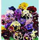 Фиолетово-белый