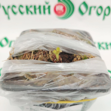 Стандарт поставки 11 Земляника Альбион