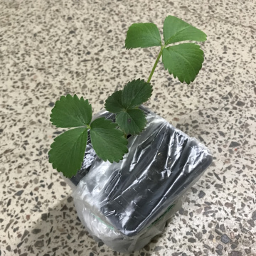 Стандарт поставки 4 Земляника Альба