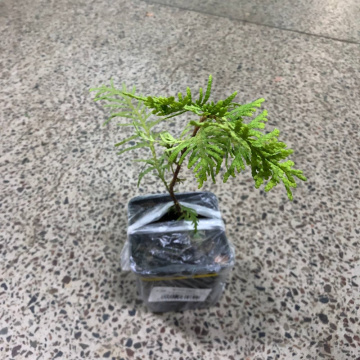 Стандарт поставки 1 Туя западная Дзиак