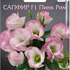 Сиренево-белый