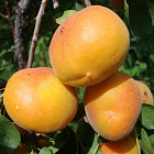Абрикос Краснощекий