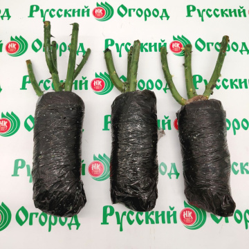 Стандарт поставки 9 Роза Фиджи Негро
