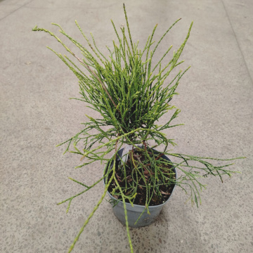 Стандарт поставки 4 Туя западная Филиформис (горшок 2л)