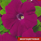 Темно-фиолетовый