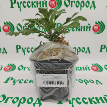 Стандарт поставки 1 Хризантема Садовое кольцо