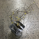 Спирея Спарклинг Шампэйн