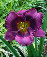Hemerocallis Pawn of Prophecy - купить с доставкой