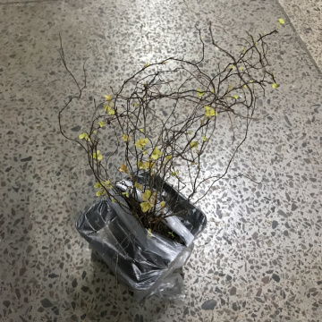 Стандарт поставки 1 Спирея Спарклинг Шампэйн