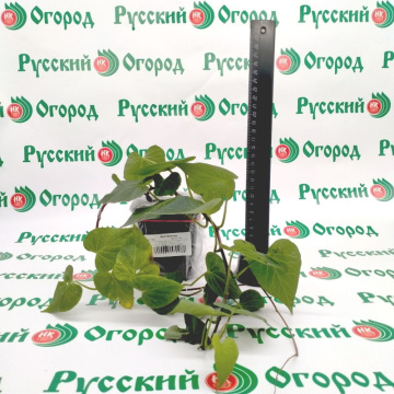Стандарт поставки 2 Батат Борегард