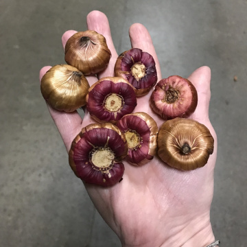 Стандарт поставки 5 Гладиолус И вновь Малика