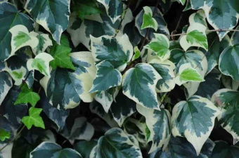 Ivy Gloria de Marengo