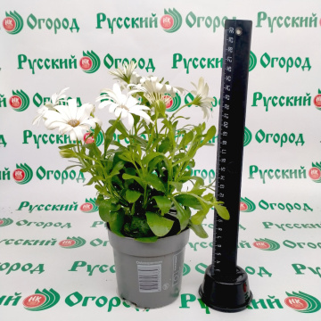 Стандарт поставки 2 Остеоспермум белый