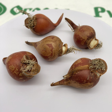 Стандарт поставки 1 Тюльпан Сильвестрис