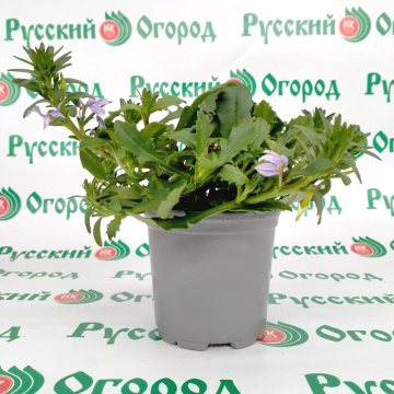 Стандарт поставки 2 Сцевола голубая