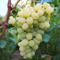 Виноград Плевен - купить с доставкой