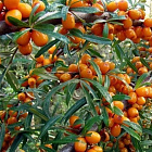 Облепиха Гном (мужской)