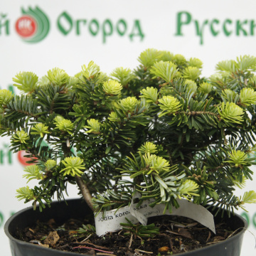 Стандарт поставки 3 Пихта корейская Бриллиант