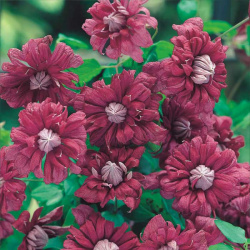 Clematis Purpurea Plena elegans