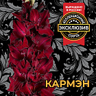 Гладиолус Кармэн