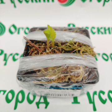 Стандарт поставки 3 Земляника Дарселект