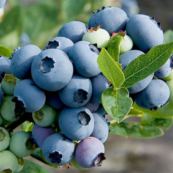 Blueberry Atlantik