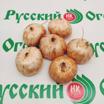 Стандарт поставки 2 Гладиолус Сын луны