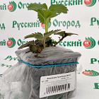 Земляника Гигантелла 2011®